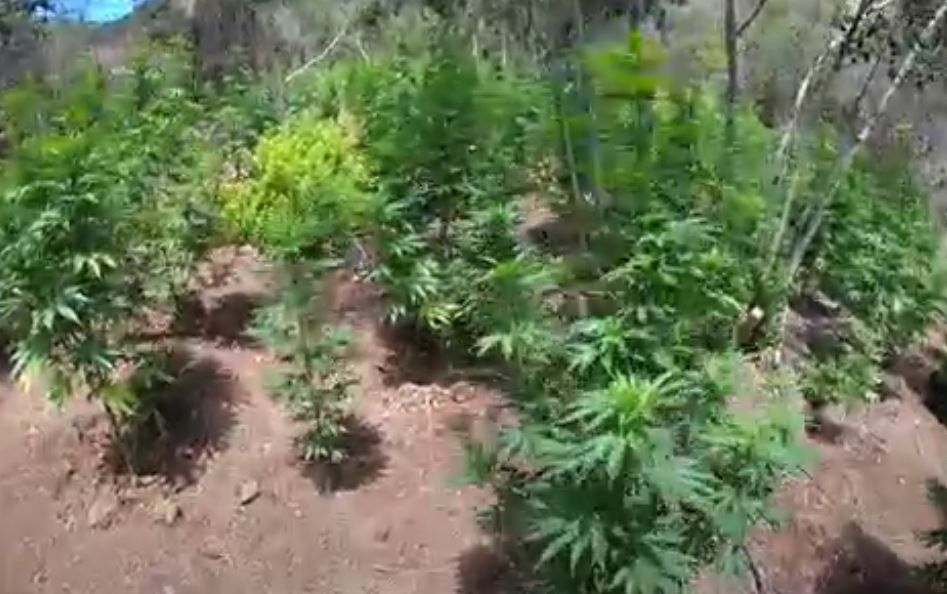 Pdi Valpara So Incauta Plantas De Cannabis Sativa En Casablanca